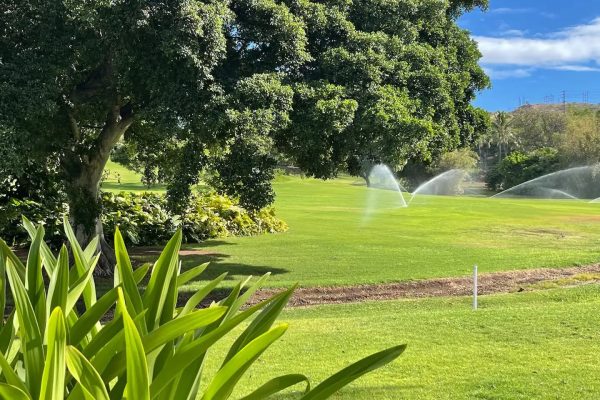 watering-grass